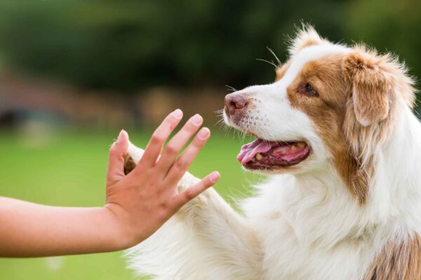How-to-Train-Your-Dog-to-High-Five