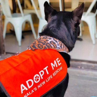Adopt Me Dog Vest Adopt Me Dog Jacket for Foster Dogs 